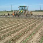 Rotary hoeing soybeans.