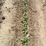 Soybeans after using the double rotary hoe.