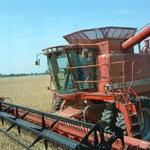 Harvesting white wheat.